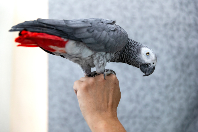 Velkommen til Fugleteamet